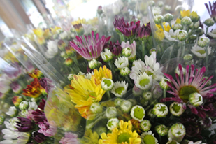 植物・切り花コーナー